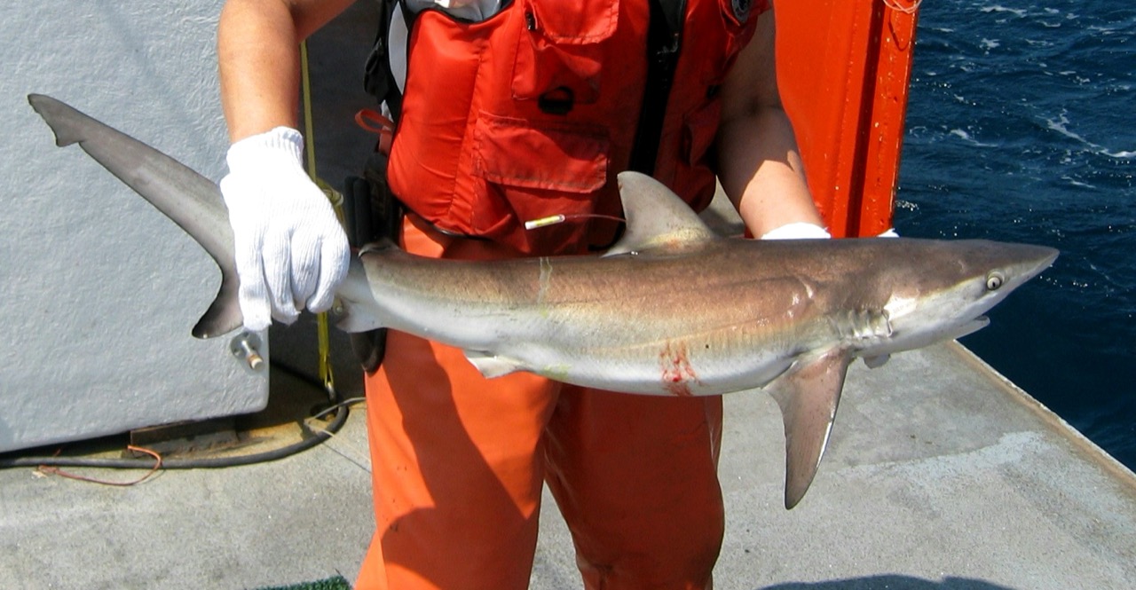 A small grey-brown shark held across the deck of a boat by a researcher in an orange life vest and white glove