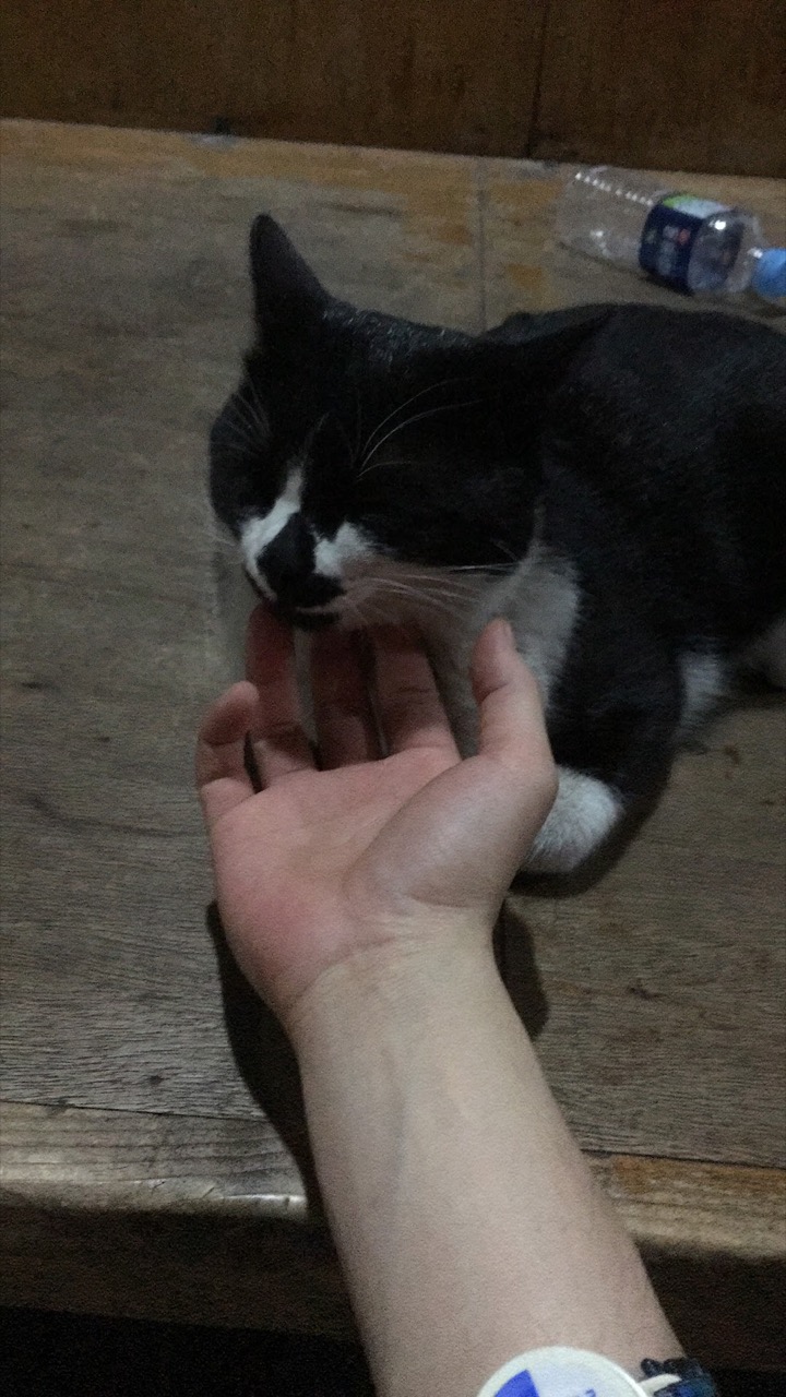 A black-and-white cat on a wooden bench pressing its chin into an open hand